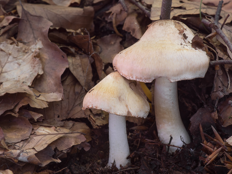 Inocybe fraudans